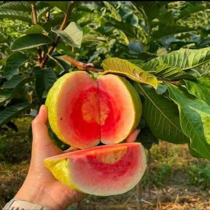 Guava Lucknow Red - Különleges gyümölcstermők az Egzotikus Növények Stúdiója kínálatából